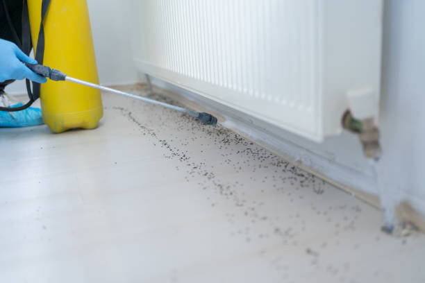 Trusted Buffalo Grove, IL Pest Control Experts
