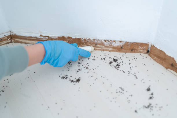 Wasp Removal Services in Buffalo Grove, IL